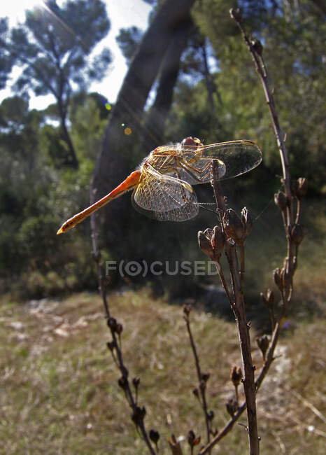 Primer plano de una libélula en una planta, Mallorca, España - foto de stock