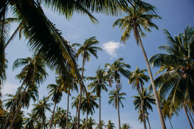 Primer plano de palmeras, Tailandia - foto de stock