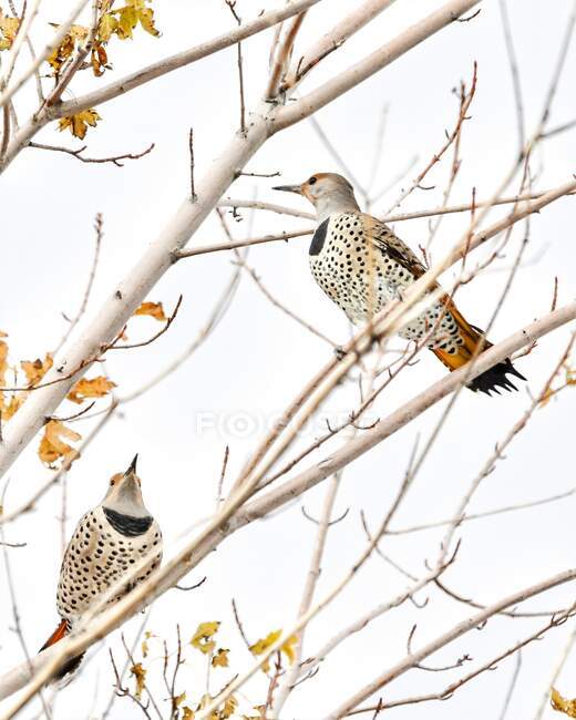 Two Northern Flickers sitting in a tree, United States — Stock Photo