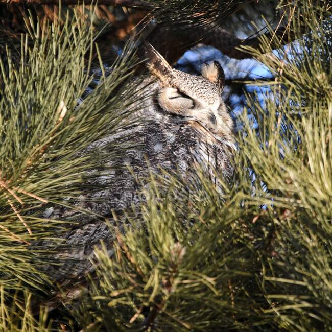 Retrato de búho salvaje emplumado, vista de cerca - foto de stock
