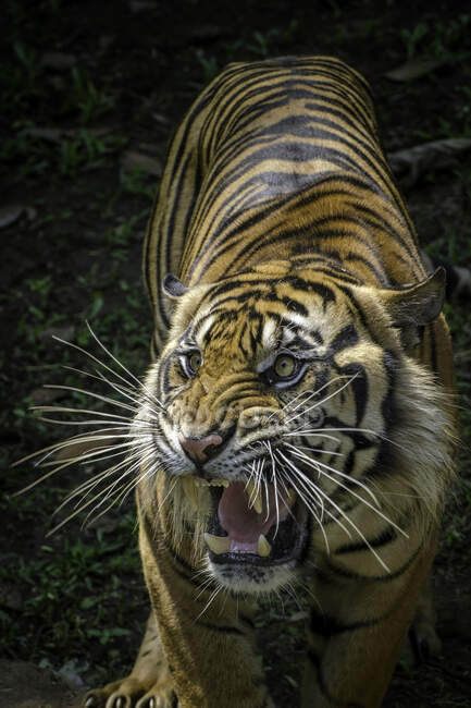 Retrato de un tigre gruñendo, Indonesia - foto de stock