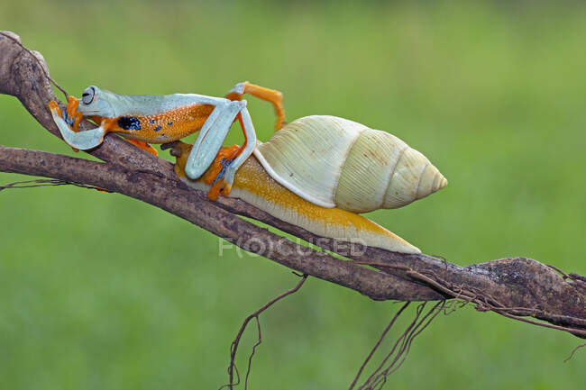Javan tree frog on a snail on a branch, Indonesia — Stock Photo
