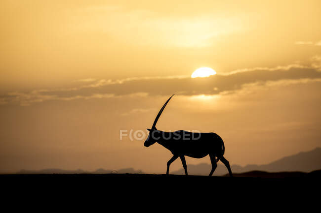 Silhouette di una capra al tramonto, Svizzera — Foto stock