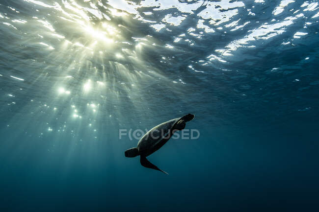 Tortuga nadando bajo el agua, Queensland, Australia - foto de stock