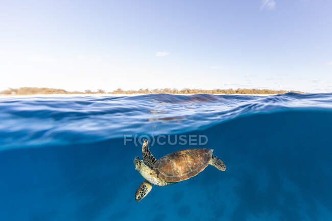 Turtle swimming in ocean, Great Barrier Reef, Queensland, Austrália — Fotografia de Stock