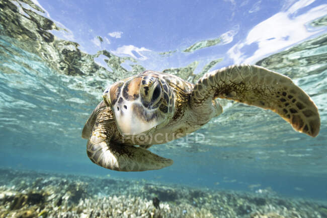 Natation des tortues dans l'océan, Grande Barrière de Corail, Queensland, Australie — Photo de stock