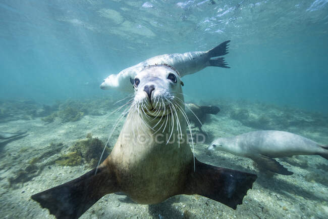 Quatro selos nadando debaixo d 'água, Austrália — Fotografia de Stock