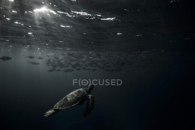 Tortue nageant près de la surface vers un banc de poissons, Queensland, Australie — Photo de stock