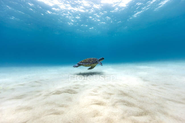 Turtle nadando perto do fundo do mar, Queensland, Austrália — Fotografia de Stock