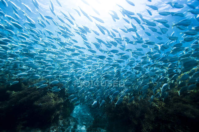 Escuela de peces nadando en el océano, Queensland, Australia - foto de stock