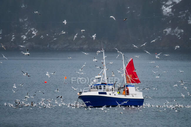 Barco de pesca rodeado por aves entre Svolvaer e Vestpollen, Lofoten, Nordland, Noruega — Fotografia de Stock