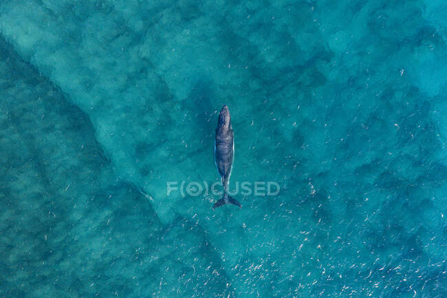 Vista aérea de uma baleia, Austrália — Fotografia de Stock
