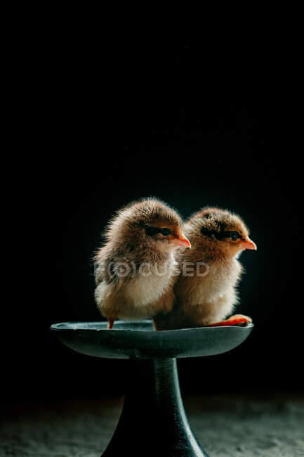 Dos polluelos recién nacidos sentados en un plato - foto de stock