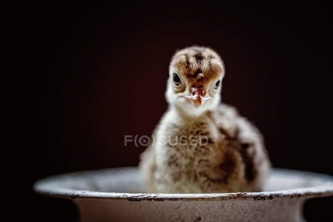 Turkey chick sitting in a dish — Stock Photo