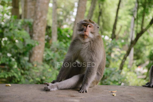 Балійська довгохвоста мавпа сидить на стіні, священне святилище для мавп, убуд, балі, індонезія. — стокове фото