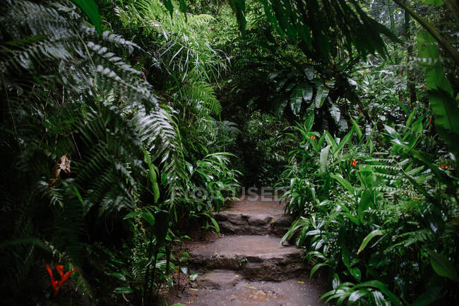 Fußweg und Schritte im Heilig-Affenwald-Heiligtum, Ubud, Bali, Indonesien — Stockfoto