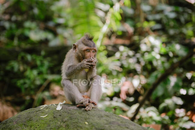 Балийская длиннохвостая обезьяна, сидящая на скале, священный заповедник обезьяньего леса, убуд, бали, индонезия — стоковое фото