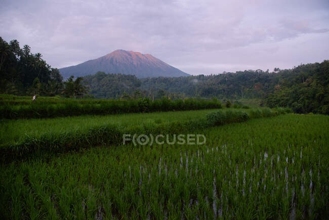 Reisfelder nahe Mount Agung, Bali, Indonesien — Stockfoto