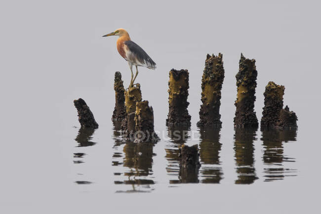 Stork standing on a wooden post, Indonesia — Foto stock