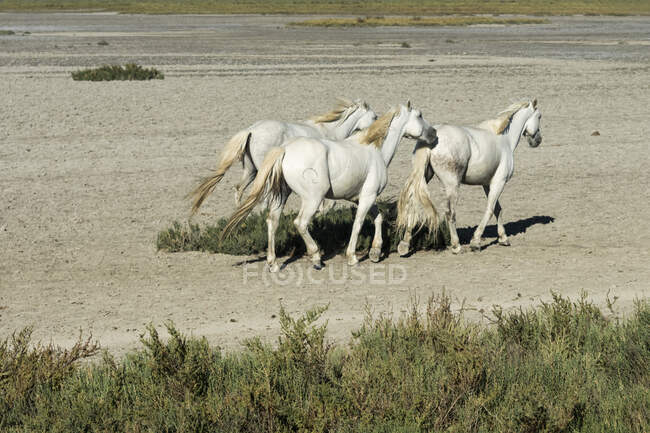 Cavalli bianchi che corrono in Camargue, Provenza-Alpi-Costa Azzurra, Francia — Foto stock