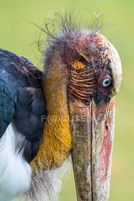 Close-up of a stork, Indonesia — Stock Photo