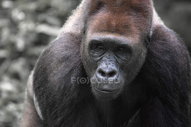 Portrait of a silverback gorilla, Indonesia — Stock Photo