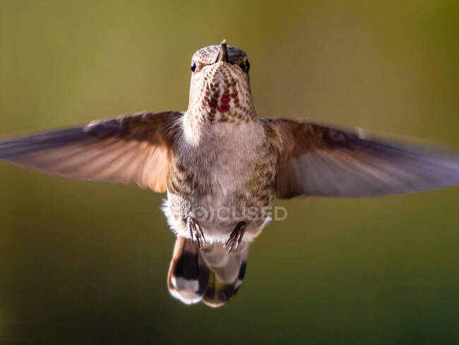 Colibri d'Anna en vol, Vancouver, Colombie-Britannique, Canada — Photo de stock