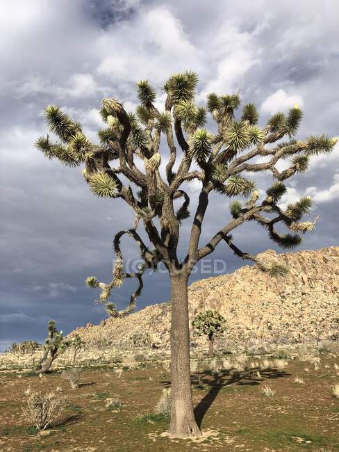 Joshua trees, Joshua Tree National Park, Mojave Desert, California, Estados Unidos - foto de stock