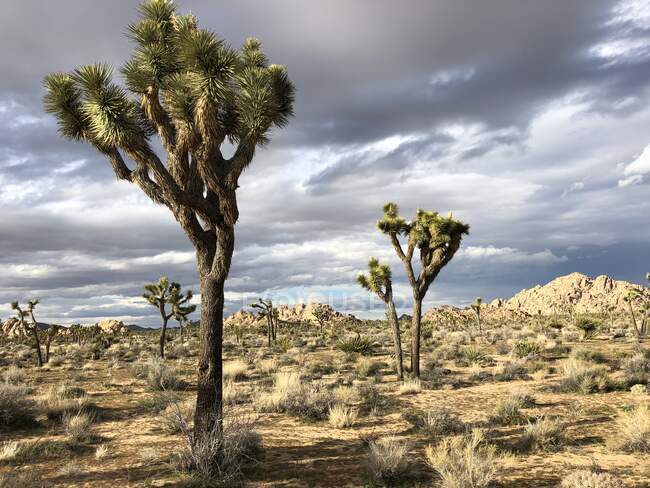 Joshua trees, Joshua Tree National Park, Mojave Desert, Californie, États-Unis — Photo de stock