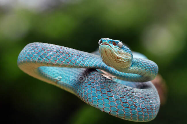 Serpente vipera blu (Trimeresurus Insularis) pronto a colpire, Indonesia — Foto stock