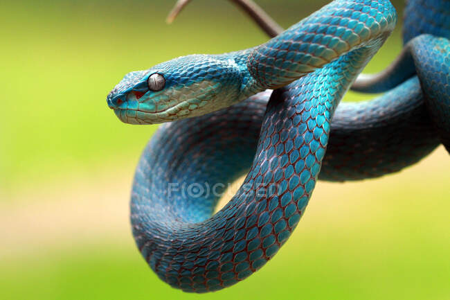 Serpente vipera blu (Trimeresurus Insularis) pronto a colpire, Indonesia — Foto stock