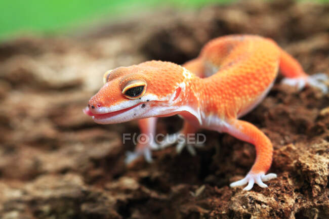 Close-up de uma lagartixa, Indonésia — Fotografia de Stock