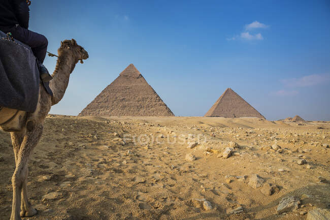 Camelo perto do complexo da pirâmide de Gizé perto de Cairo, Egito — Fotografia de Stock