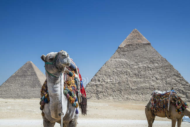 Deux chameaux près du complexe pyramidal de Gizeh près du Caire, Égypte — Photo de stock