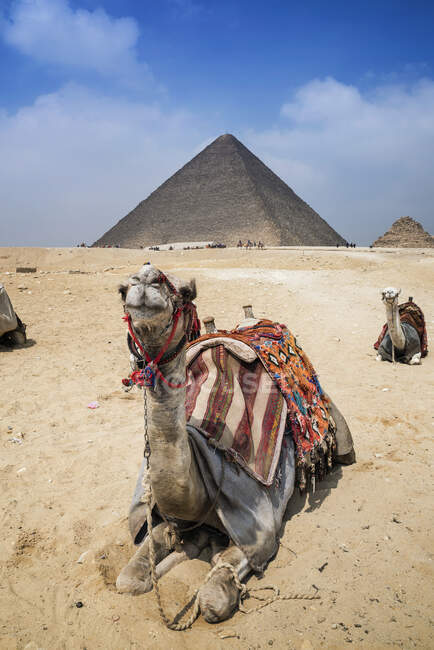 Camellos cerca del complejo piramidal de Giza cerca de El Cairo, Egipto - foto de stock