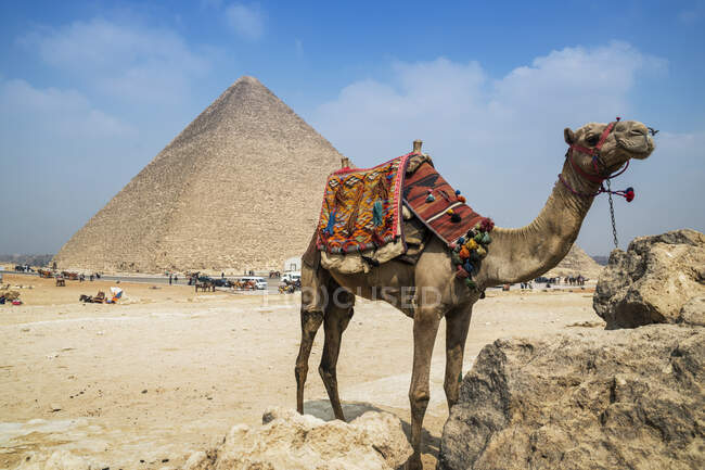 Camelo perto do complexo da pirâmide de Gizé perto de Cairo, Egito — Fotografia de Stock