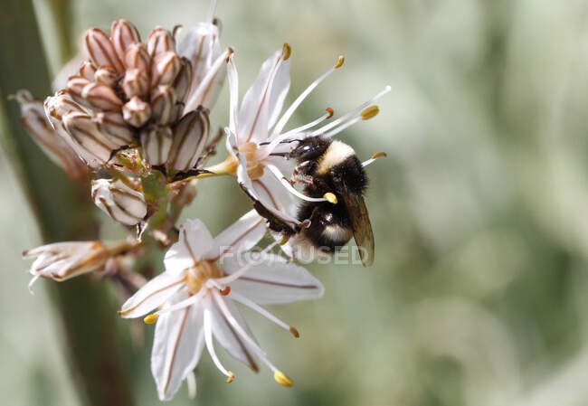 Nahaufnahme einer Biene, die eine Blume bestäubt, Mallorca, Spanien — Stockfoto