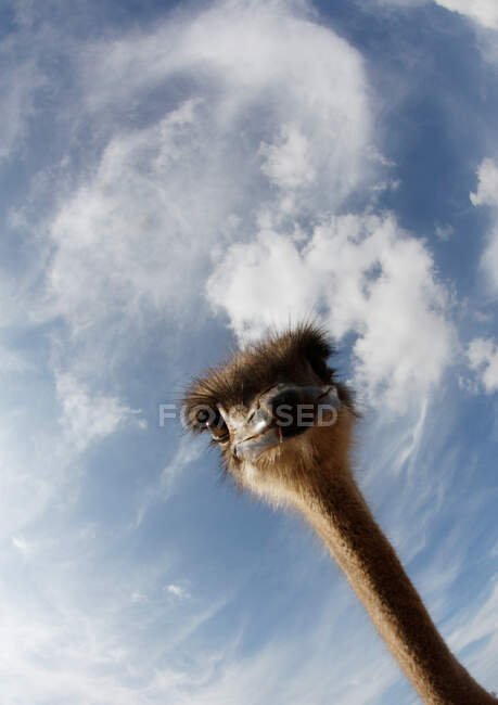 Retrato de un avestruz - foto de stock