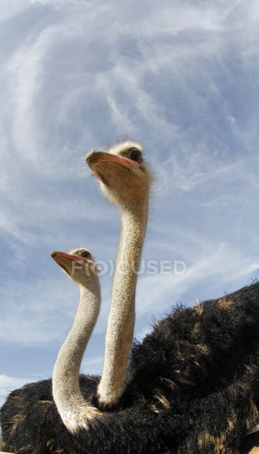Portrait de deux autruches — Photo de stock