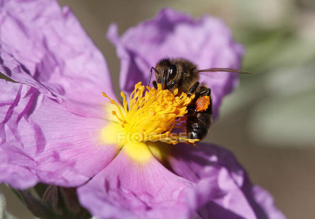 Close-up of a bee pollinating a flower, Majorca, Spain — Foto stock