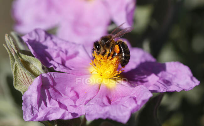 Close-up of a bee pollinating a flower, Majorca, Spain - foto de stock