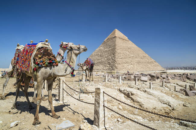 Верблюды, стоящие перед Великой пирамидой на плато Гиза близ Каира, Египет — стоковое фото
