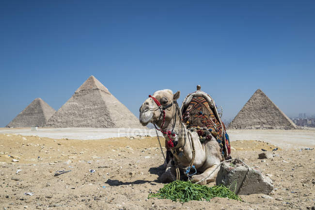 Camello descansando frente a las Grandes Pirámides en la meseta de Giza cerca de El Cairo, Egipto - foto de stock