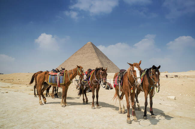 Лошади перед пирамидой Гизы комплекс недалеко от Каира, Египет — стоковое фото