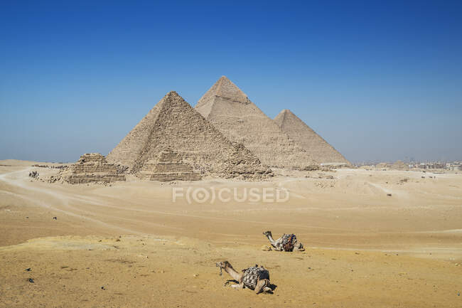 Dos camellos frente al complejo piramidal de Giza cerca de El Cairo, Egipto - foto de stock
