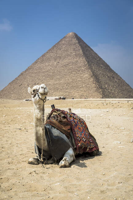 Camel in front of Giza pyramid complex near Cairo, Egypt - foto de stock