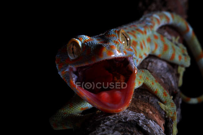 Retrato de um gecko Tokay, Java Ocidental, Indonésia — Fotografia de Stock
