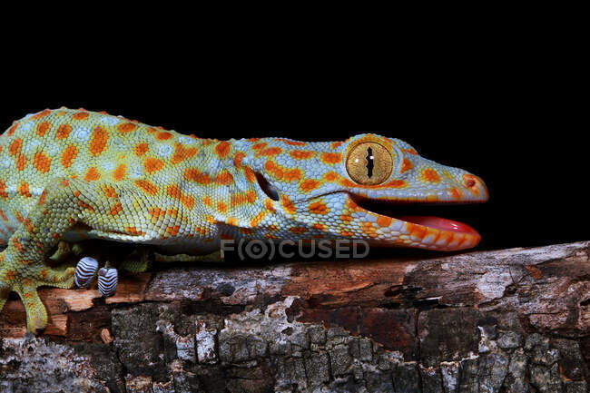 Retrato de un Tokay gecko, Java Occidental, Indonesia - foto de stock
