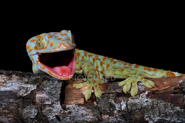Ritratto di un geco Tokay, Giava occidentale, Indonesia — Foto stock