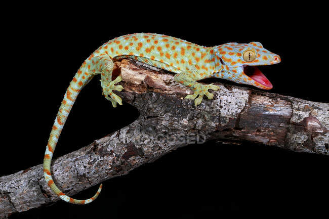 Porträt eines Tokay-Geckos auf einem Ast, Westjava, Indonesien — Stockfoto